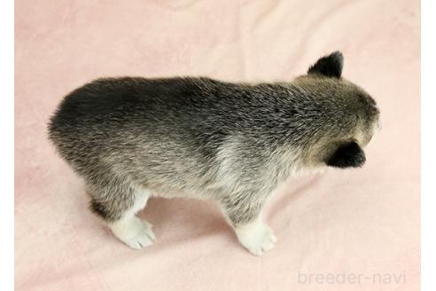 成約済の茨城県のシベリアンハスキー-373001の2枚目