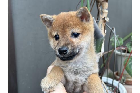 成約済の岡山県の柴犬-368892の5枚目