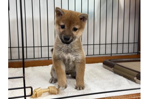 成約済の岡山県の柴犬-368892の4枚目