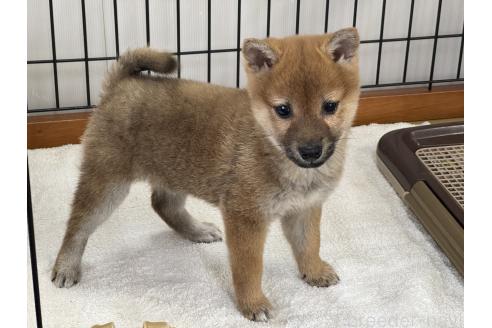 成約済の岡山県の柴犬-368892の3枚目
