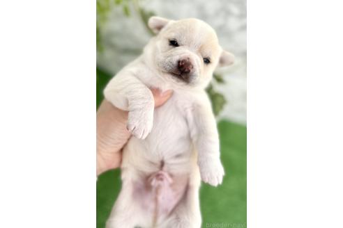 成約済の埼玉県のミックス犬-371812の6枚目