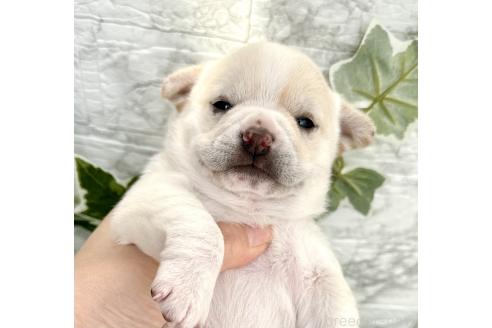 成約済の埼玉県のミックス犬-371812の5枚目