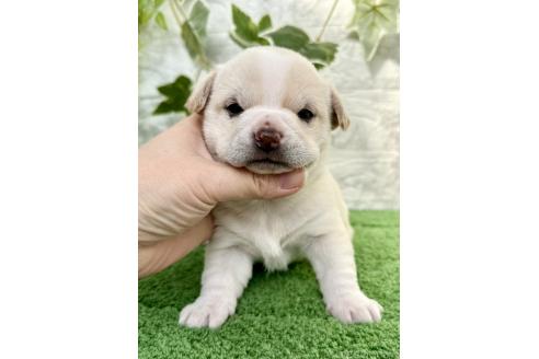 成約済の埼玉県のミックス犬-371812の4枚目