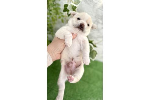 成約済の埼玉県のミックス犬-371812の2枚目