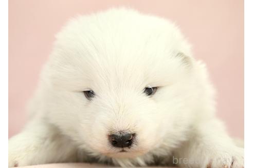 成約済の茨城県のサモエド-373010の6枚目