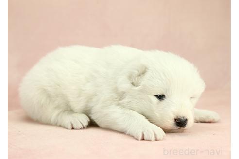 成約済の茨城県のサモエド-373010の5枚目