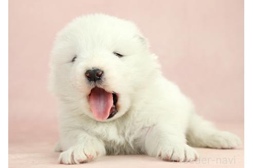 成約済の茨城県のサモエド-373010の2枚目
