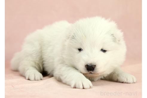 成約済の茨城県のサモエド-373012の2枚目