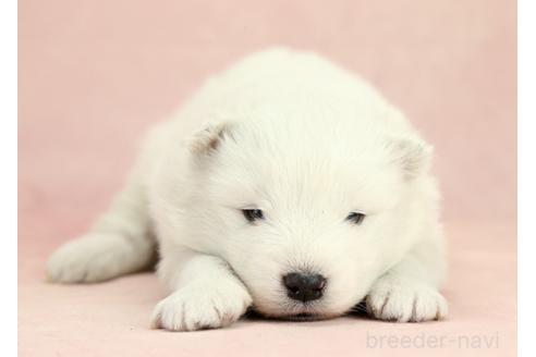 成約済の茨城県のサモエド-373014の5枚目