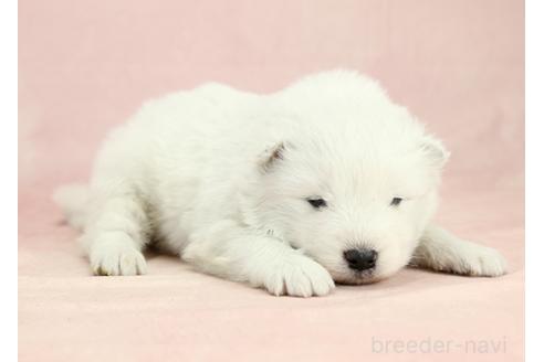 成約済の茨城県のサモエド-373014の4枚目