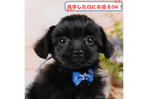 成約済の神奈川県のチワプー:チワワ×トイプードル-372949の1枚目