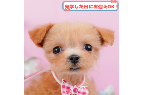 販売中の神奈川県のマルプー:マルチーズ×トイプードル-372945
