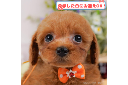 成約済の神奈川県のトイプードル-372941の1枚目