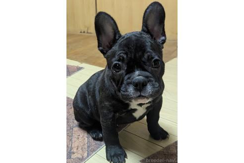 成約済の愛媛県のフレンチブルドッグ-365108の50枚目