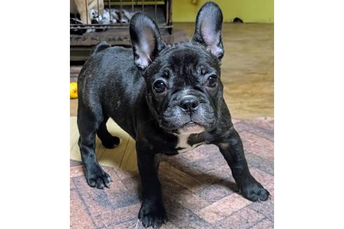 成約済の愛媛県のフレンチブルドッグ-365108の49枚目