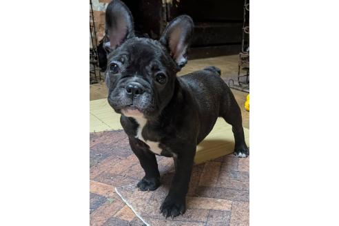 成約済の愛媛県のフレンチブルドッグ-365108の48枚目