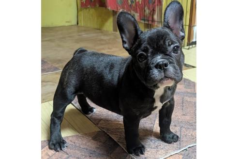 成約済の愛媛県のフレンチブルドッグ-365108の46枚目