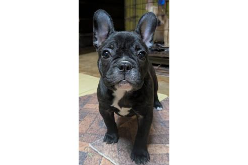 成約済の愛媛県のフレンチブルドッグ-365108の47枚目