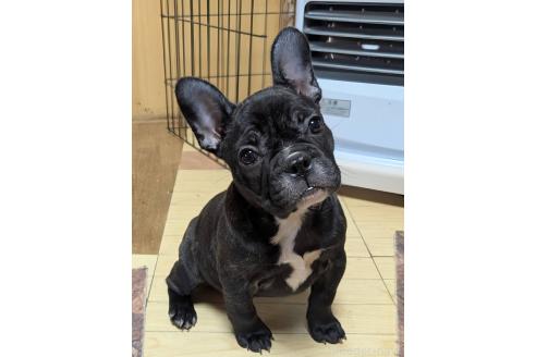 成約済の愛媛県のフレンチブルドッグ-365108の44枚目