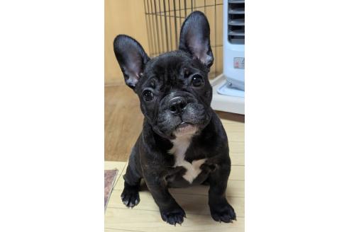 成約済の愛媛県のフレンチブルドッグ-365108の45枚目