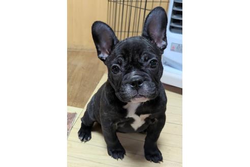 成約済の愛媛県のフレンチブルドッグ-365108の43枚目