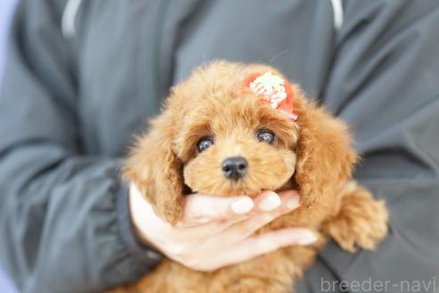 成約済の埼玉県のトイプードル-373047の3枚目