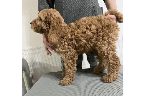 成約済の鹿児島県のミディアムプードル-371263の2枚目