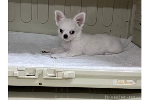 販売中の岐阜県のチワワ(ロングコート)-373076の4枚目