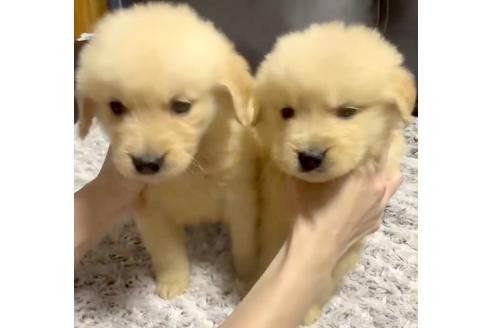 成約済の奈良県のゴールデンレトリーバー-370569の2枚目