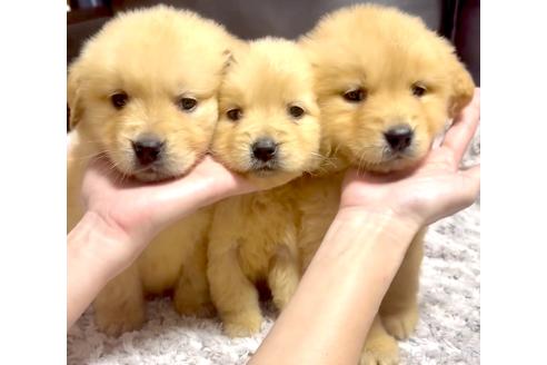 成約済の奈良県のゴールデンレトリーバー-370571の3枚目
