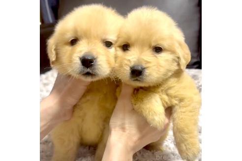 成約済の奈良県のゴールデンレトリーバー-370571の1枚目