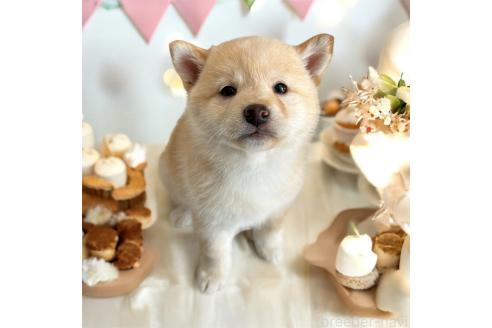 成約済のの柴犬-373104