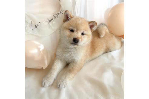 成約済の北海道の柴犬-373104の14枚目