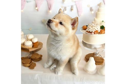 成約済の北海道の柴犬-373104の13枚目