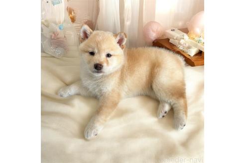 成約済の北海道の柴犬-373104の12枚目