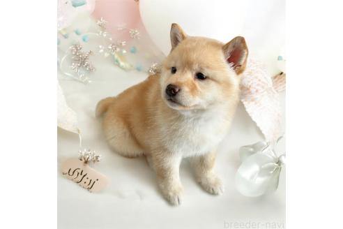 成約済の北海道の柴犬-373104の11枚目