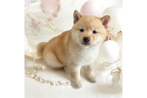 成約済の北海道の柴犬-373104の10枚目