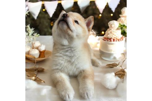 成約済の北海道の柴犬-373104の9枚目