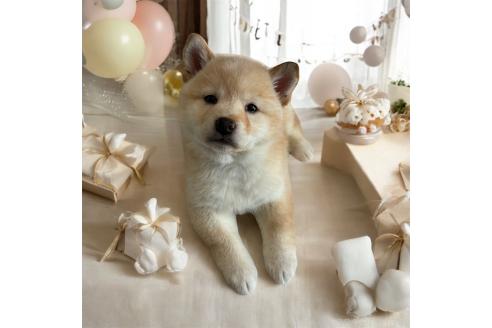 成約済の北海道の柴犬-373104の8枚目