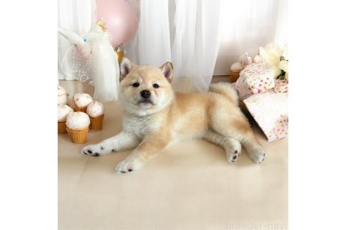 成約済の北海道の柴犬-373104の7枚目