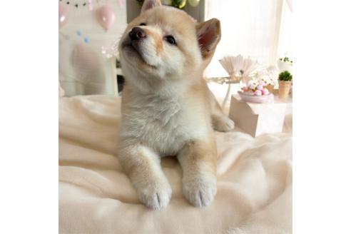成約済の北海道の柴犬-373104の6枚目