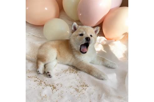 成約済の北海道の柴犬-373104の5枚目