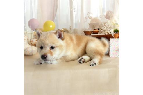 成約済の北海道の柴犬-373104の4枚目