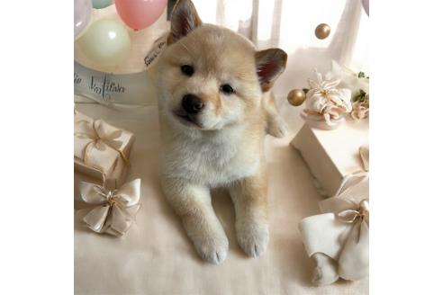 成約済の北海道の柴犬-373104の3枚目