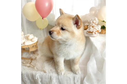 成約済の北海道の柴犬-373104の2枚目