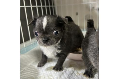 成約済の山口県のチワワ(ロングコート)-370034の7枚目