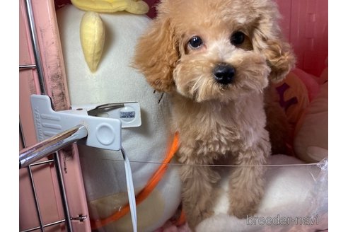 成約済の富山県のトイプードル-360598の6枚目