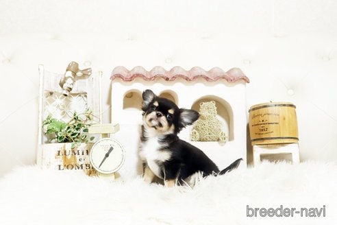 成約済の佐賀県のチワワ(ロングコート)-372113