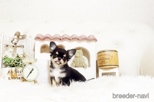 成約済の佐賀県のチワワ(ロングコート)-372113の5枚目