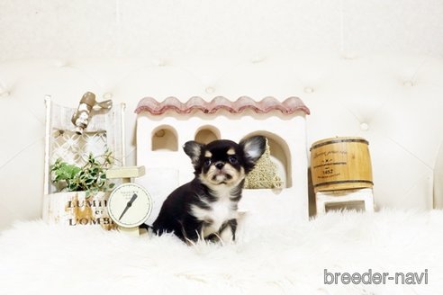 成約済の佐賀県のチワワ(ロングコート)-372113の4枚目